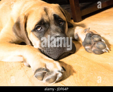 A unique canine lays flat bellied on the floor Stock Photo