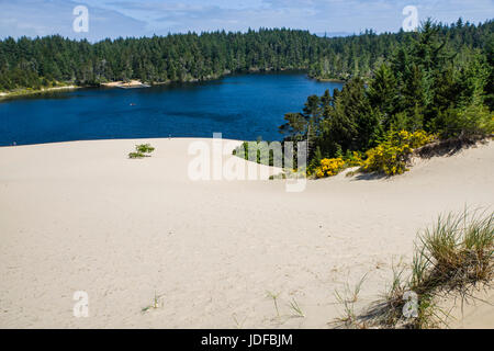 Sand dunes are the main attraction at Jessie M Honeyman Memorial State Park.  Florence, Oregon Stock Photo