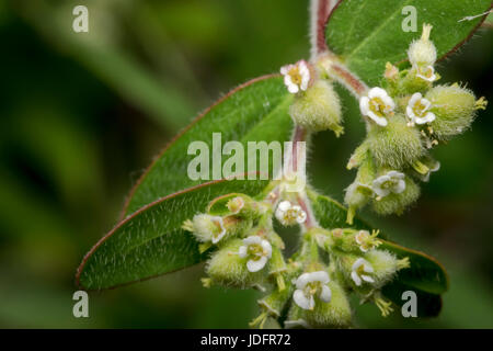 Tiny circaea nightshade enchanter flowers in the wild Stock Photo