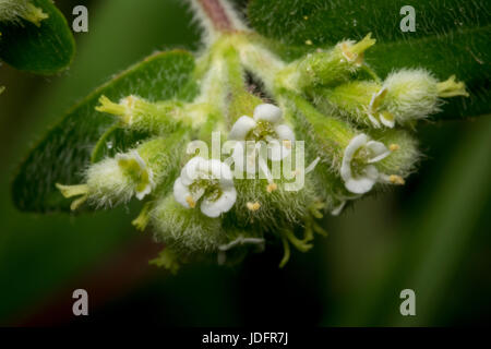 Tiny circaea nightshade enchanter flowers in the wild Stock Photo