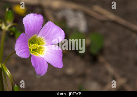 Little pink woodsorrel flower in a garden Stock Photo