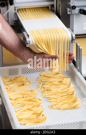 Chef making fresh tagliatelle pasta using his hand to gather it into piles on a tray as it exits the cutter on the automated machine in a close up vie Stock Photo
