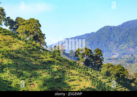 Verdent View of a Coffee plantation near Manizales in the Coffee Triangle of Colombia. Stock Photo