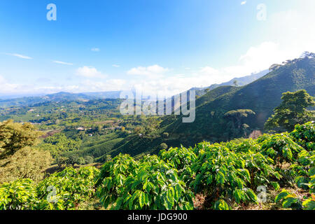 Landscape view of a valley filled with coffee plantations near Manizales, Colombia. Stock Photo