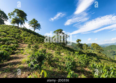 Morning sun hits rows of coffee trees near Chinchina, Colombia. Stock Photo