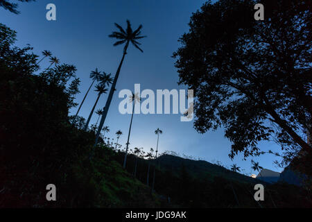 Dawn silhouette view of wax palms near the Los Nevados National Park near Salento, Colombia. Stock Photo