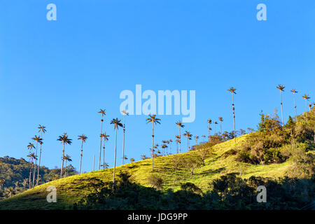Wax palms run along the ridge near Salento; Colombia. Stock Photo