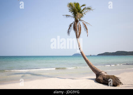 Coconut trees palm trees clear blue sky Phu Quoc Island Kien Giang Viet Nam summer vacation holiday Stock Photo
