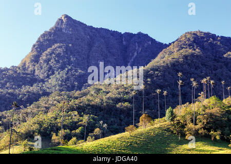 Wax palms in front of Finca La Montana near Salento, Colombia. Stock Photo
