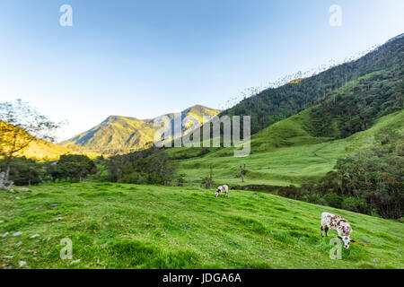 Cows graze in the early morning light near Salento, Colombia. Stock Photo