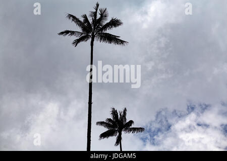 Two isolated wax palms against grey clouds near the Cocora Valley in Salento, Colombia. Stock Photo