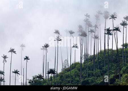 Clouds rolling through a ridgetop topped with wax palms above the Cocora Valley in Salento, Colombia. Stock Photo
