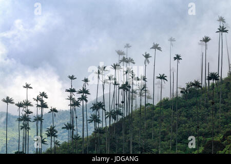 Wax palms with clouds near Cocora Valley, Colombia. Stock Photo