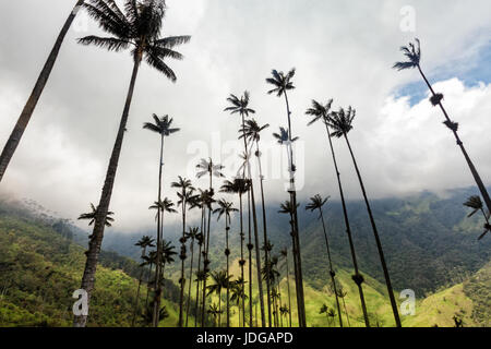 Wax palms rising up into the clouds above the Cocora Valley in Salento, Colombia. Stock Photo