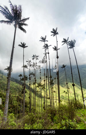 Portrait view of wax palms in the Cocora Valley near Salento, Colombia. Stock Photo
