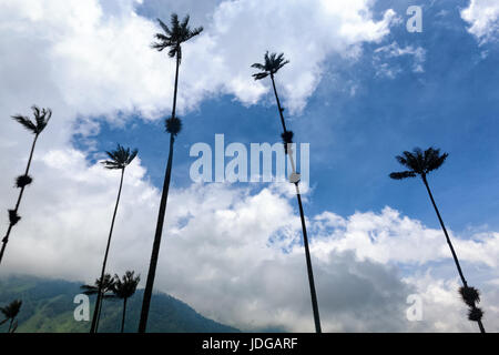 Isolated wax palms in the Cocora Valley in Salento, Colombia. Stock Photo
