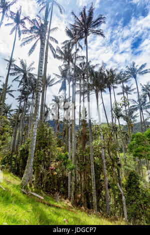 Portrait view of blue sky over Wax palms in pasture land in the mountains outside of Salento, Colombia. Stock Photo