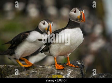 Close up of two Atlantic puffins, Fratercula arctica, on cliff edge, Isle of May, Firth of Forth, Scotland, UK Stock Photo