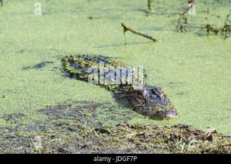 An American Alligator lies motionless in the duckweed of a Florida golf course water hazard. Alligators are ambush predators. Stock Photo