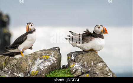 Close up of two Atlantic puffins, Fratercula arctica, Isle of May, Firth of Forth, Scotland, UK Stock Photo
