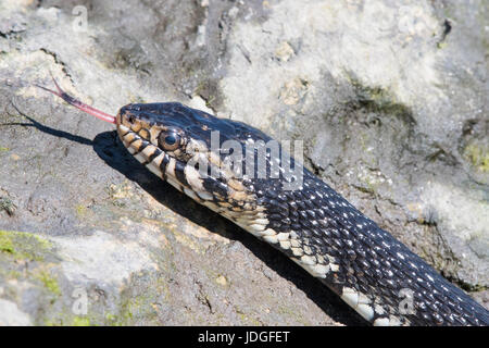 Florida Banded Water Snake with its tongue sticking out. Stock Photo