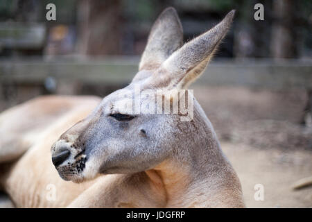 Portrait of a red kangaroo laying on the ground Stock Photo