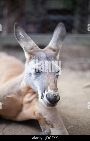 Portrait of a red kangaroo laying on the ground Stock Photo