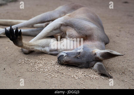 Red kangaroo sleeping on a pile of food in Currumbin Wildlife Sanctuary, Australia Stock Photo