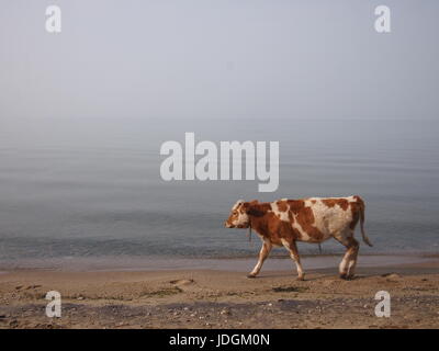 A cow walking along the calm waters of Lake Baikal, Siberia Stock Photo
