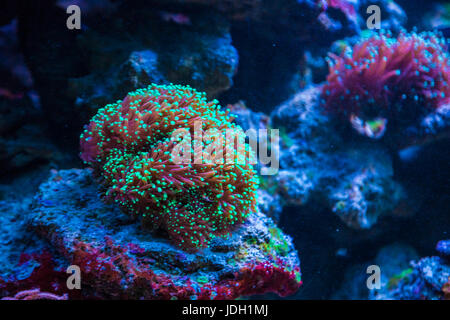 Beautiful live corals on the seabed. Excellent background of the underwater world Stock Photo