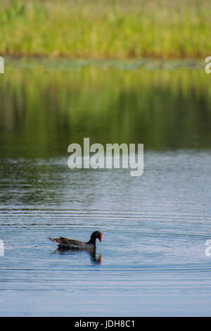 Common moorhen (Gallinula chloropus) swimming - Perico Preserve, Florida, USA Stock Photo