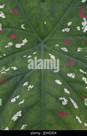 Close up green leaf with white and red dots Stock Photo