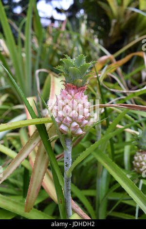 Small pineapple in nature with vegetation around Stock Photo