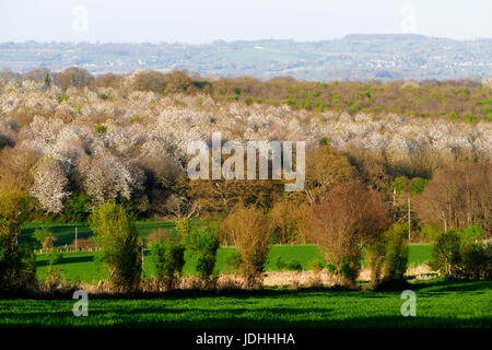 Grove of wild cherry trees in spring (Northern Mayenne, Loire country, France). Stock Photo
