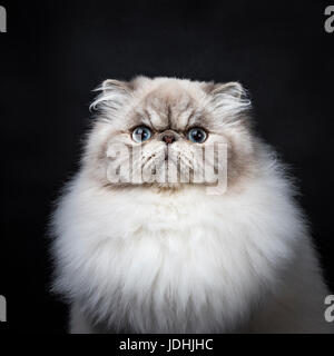Head shot of tabby point Persian cat sitting isolated on black background Stock Photo