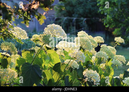 Romantic Hydrangea arborescens Annabelle, backlit by the low evening sun in summer. Stock Photo