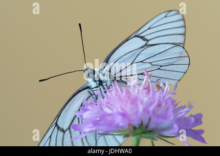 Black-veined white butterfly at Knautia arvensis, commonly known as field scabious Stock Photo