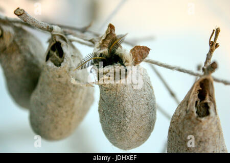 Eupackardia Calleta Moth Cocoons Hanging from a String Stock Photo