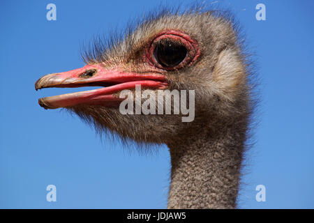 African bunch, Struthio camelus, South Africa, Africa, , Afrikanischer Strauss, Suedafrika, Afrika Stock Photo