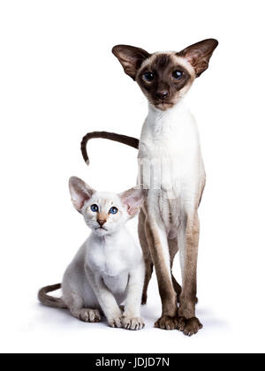 standing Siamese adult cat with kitten sitting next to it isolated on white background Stock Photo