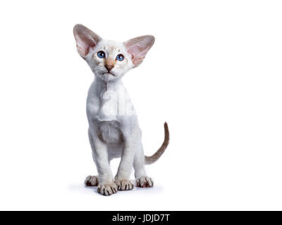 Siamese kitten standing on white background and looking up Stock Photo