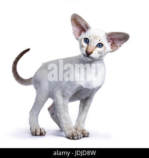 Siamese kitten standing on white background Stock Photo