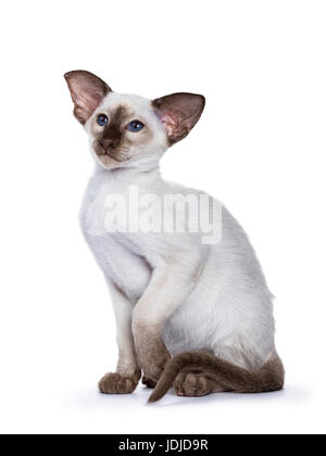 Siamese choc point kitten sitting on white background with tilted paw Stock Photo