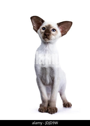 Siamese choc point kitten standing on white background and looking up Stock Photo