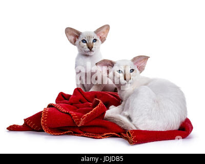 Two Siames kittens laying relaxed on a red blanket looking to the side Stock Photo
