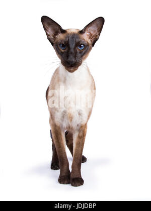 Siamese cat standing frontal isolated on wite background Stock Photo