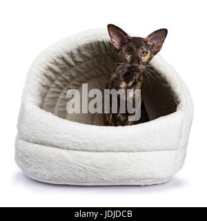 Oriental shorthair cat sitting isolated on white background in pluche basket Stock Photo
