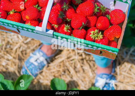 Woman holding carton box basket with delicious fresh picked strawberry. Top shot. Blue blurred sneakers in background. Stock Photo