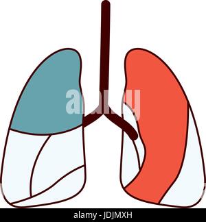 color sections contour respiratory system Stock Vector