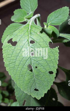 Boldo leaf eaten by insects. Green plant named Boldo da Terra in Brazil. Stock Photo